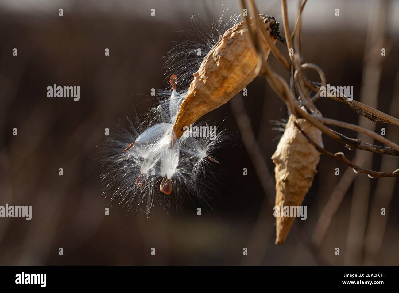 close up milkweed (Asclepias syriaca) seeds hanging on a branch Stock Photo