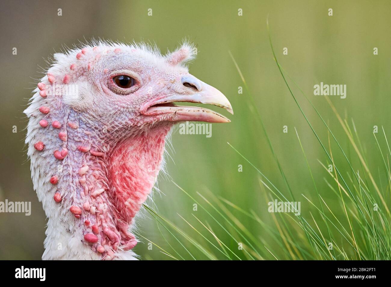 Royal palm turkey hen hires stock photography and images Alamy