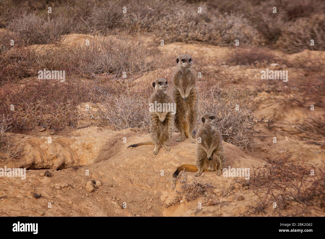Meerkats - Suricata suricatta; Group of meerkats by their burrow at dawn; Oudsthoorn, the Karoo, South Africa Stock Photo