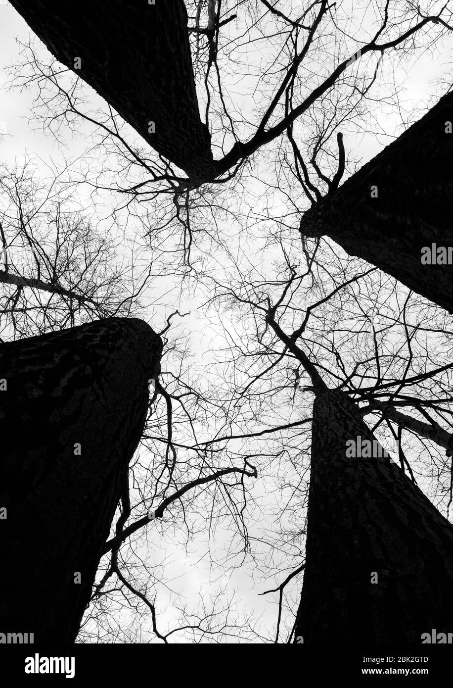The dark trunks of four leafless trees rise up towards an empty sky in a forest in Ithaca, NY, USA Stock Photo