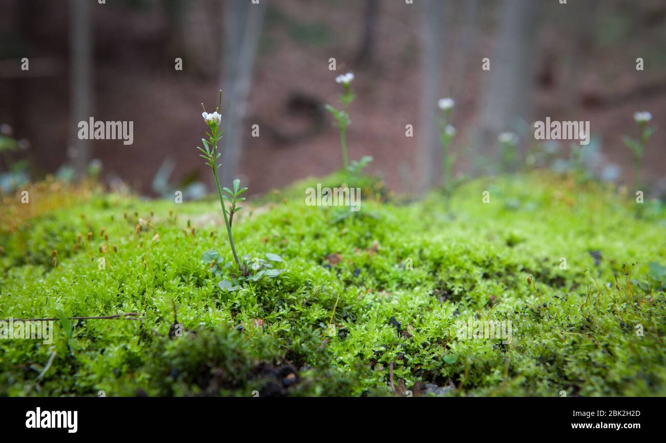 A small hairy bittercress (Cardamine hirsuta) plant grows up out of moss, with trees in the background, in a forest in Ithaca, NY, USA Stock Photo