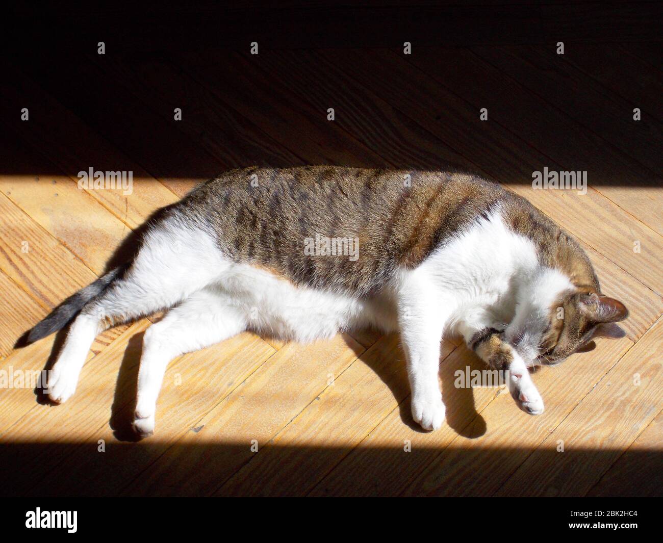 Tabby and white cat lying sunbathing Stock Photo - Alamy