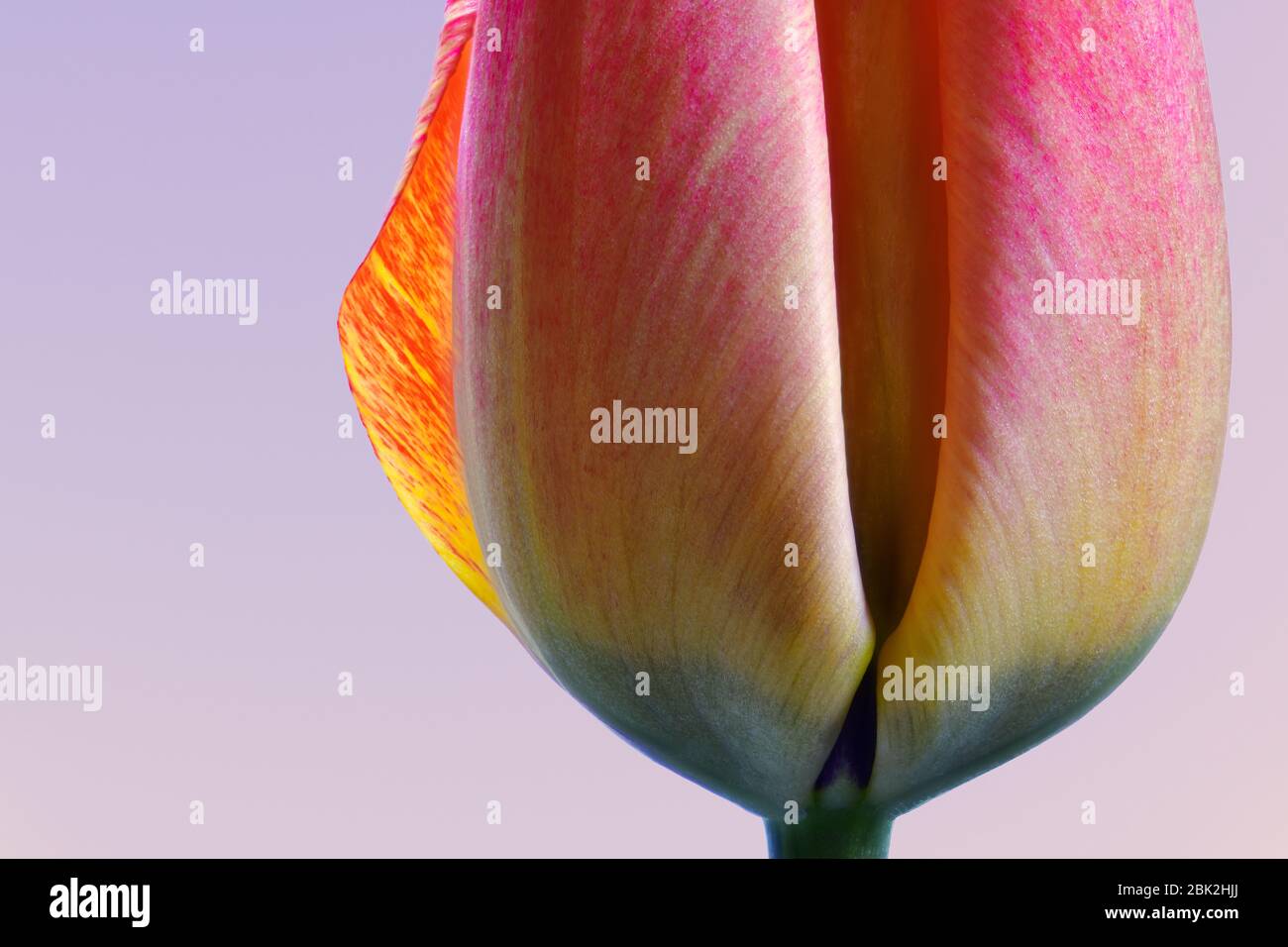 Pink multicolor tulip flower in close up macro photography. Spring ...