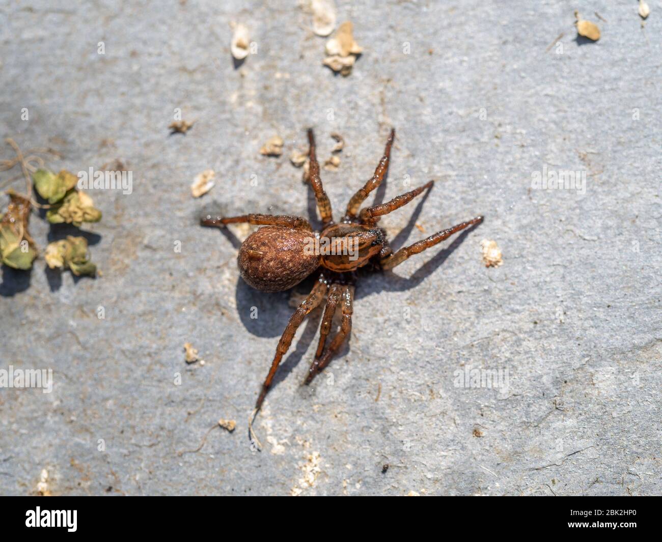 wolf-spider-pardosa-sp-lycosidae-high-resolution-stock-photography-and