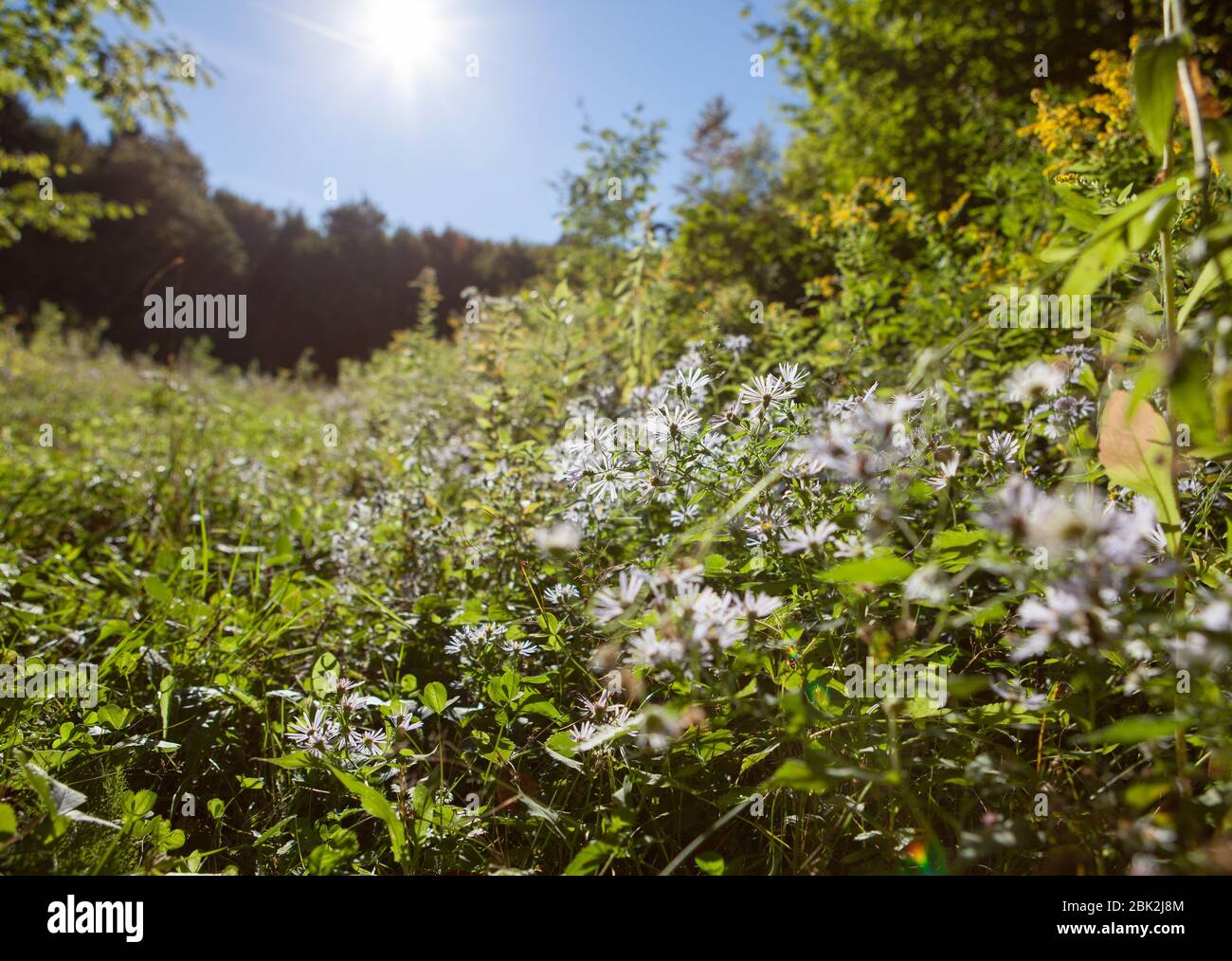 American aster (Symphyotrichum) flowers are illuminated by a bright sun on the edge of a clearing in Hammond Hill State Park, Dryden, NY, USA Stock Photo