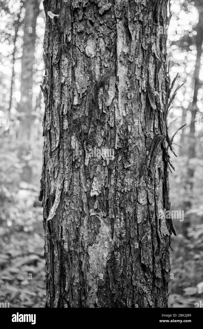 A black and white image of a shagbark hickory (Carya ovata) trunk in Hammond Hill State Forest, Dryden, NY, USA Stock Photo