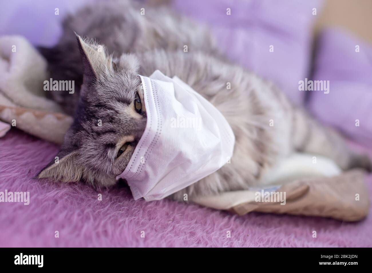 Cat In Medical Face Mask Coronavirus Sick Cat Lying On Bed Animal Health Coronavirus Disease Animals Respiratory Protection Stock Photo Alamy