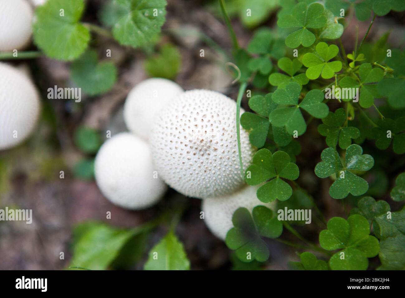 Common puffball mushrooms (Lycoperdon perlatum) grow alongside clover