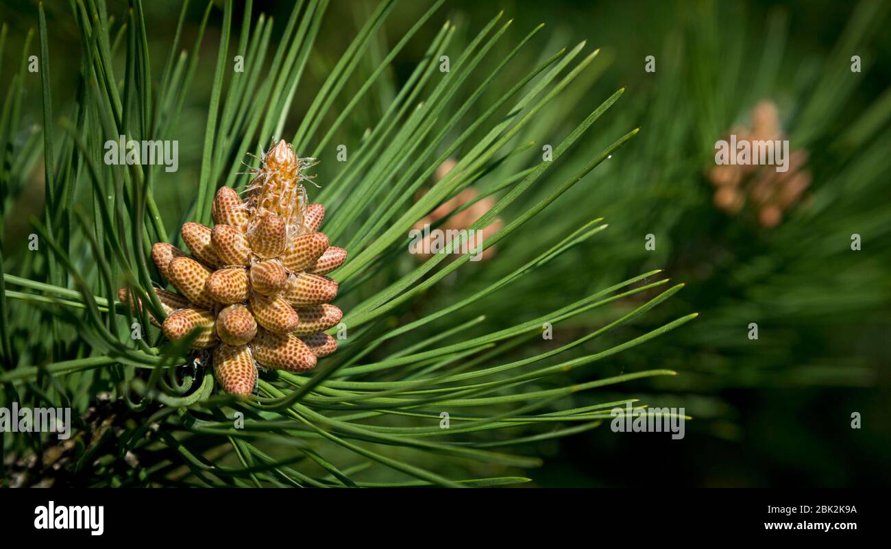 Pine Cones Stock Photo