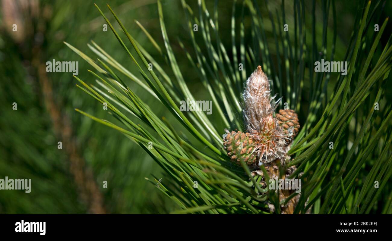 pine cones Stock Photo