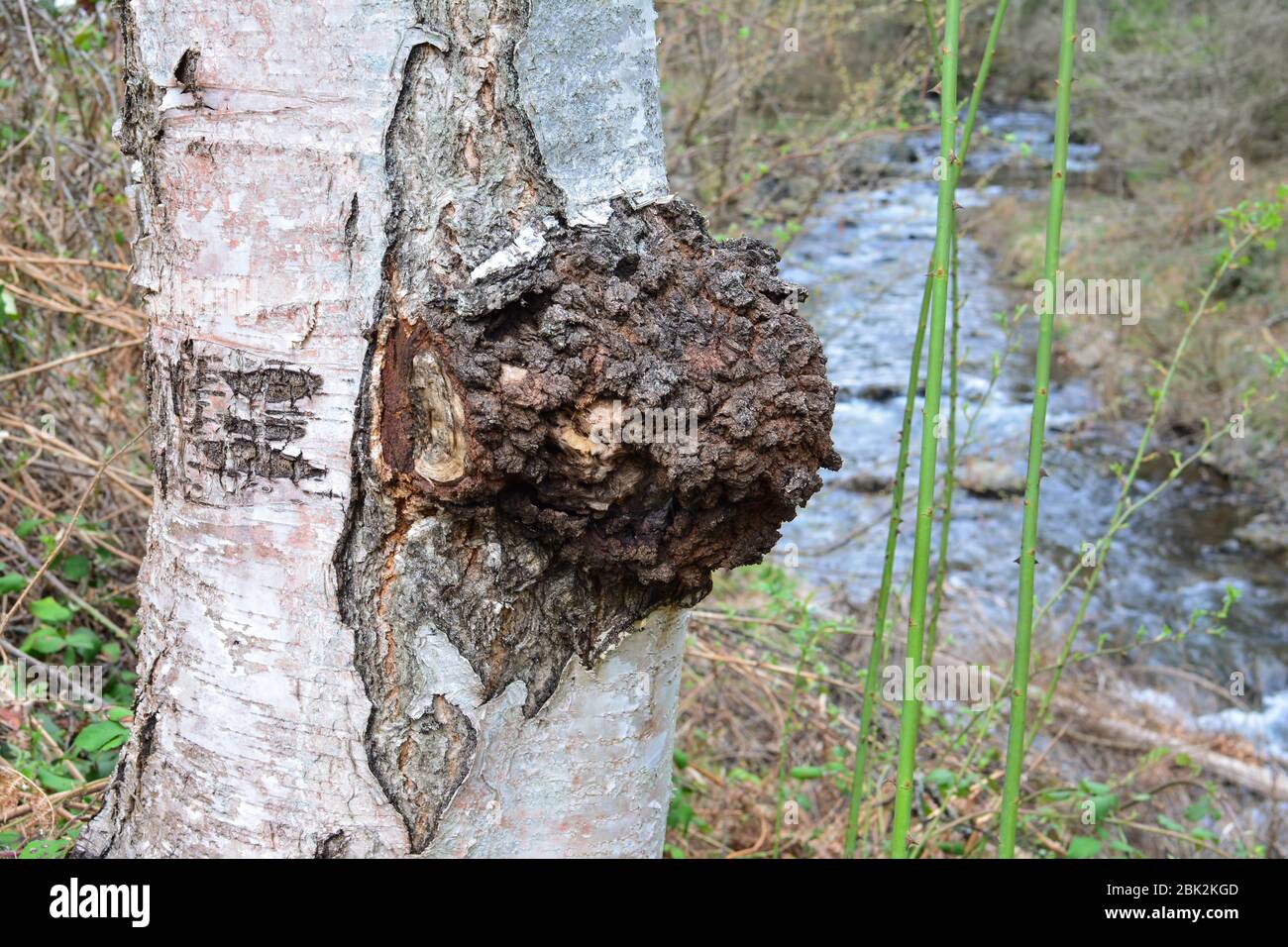 Inonotus obliques or Chaga mushroom in natural habitat, on a birch tree near mountain creek, curative and highly regarded in alternative medicine, it Stock Photo