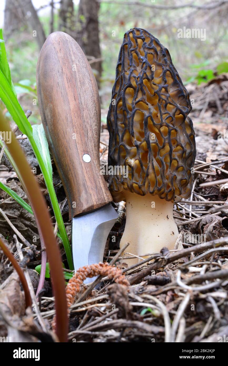 Big, healthy specimen of Morchella conica or Black morel compared with hand made mushroom knife, before picking up Stock Photo