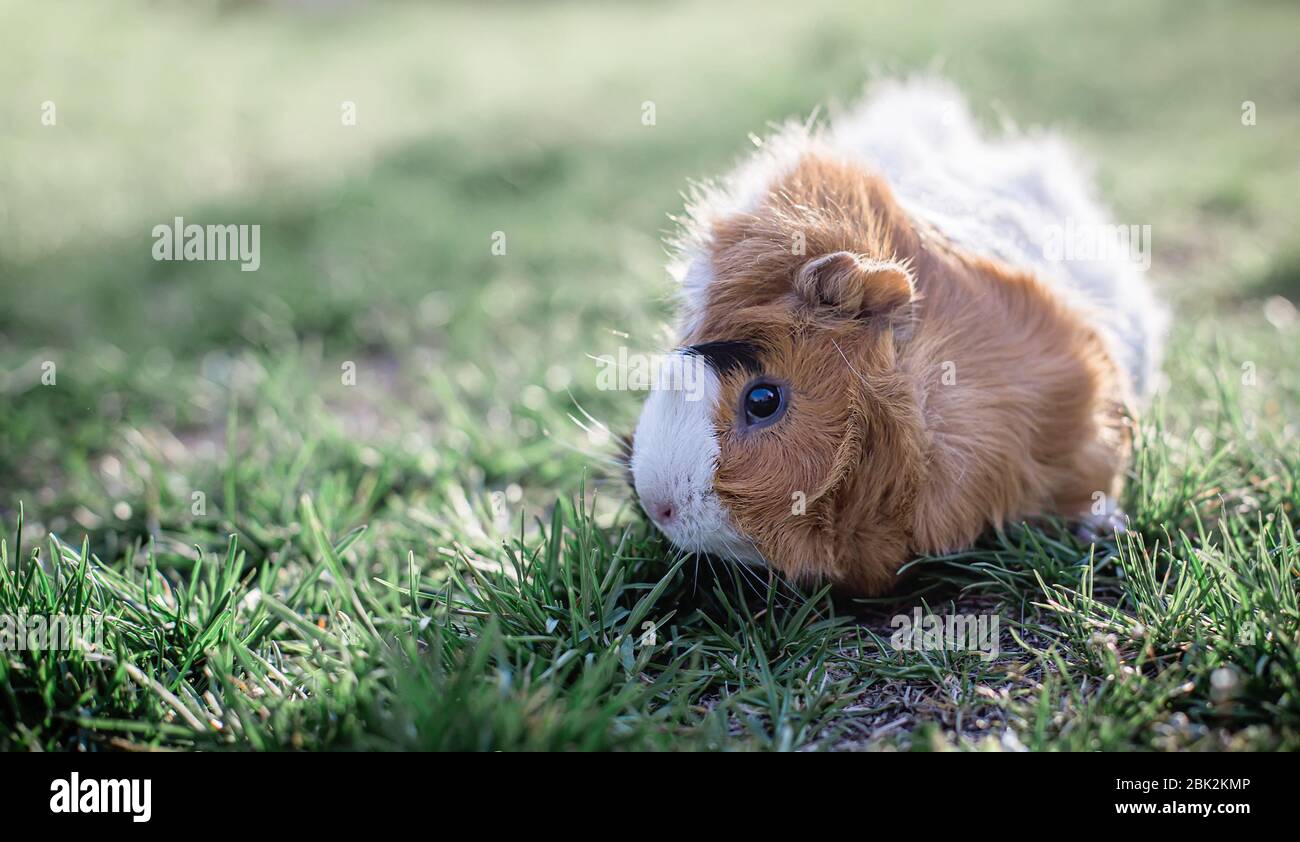 Guinea pig grass hi-res stock photography and images - Alamy - Guinea Pig Fresh Grass And Beet Greens