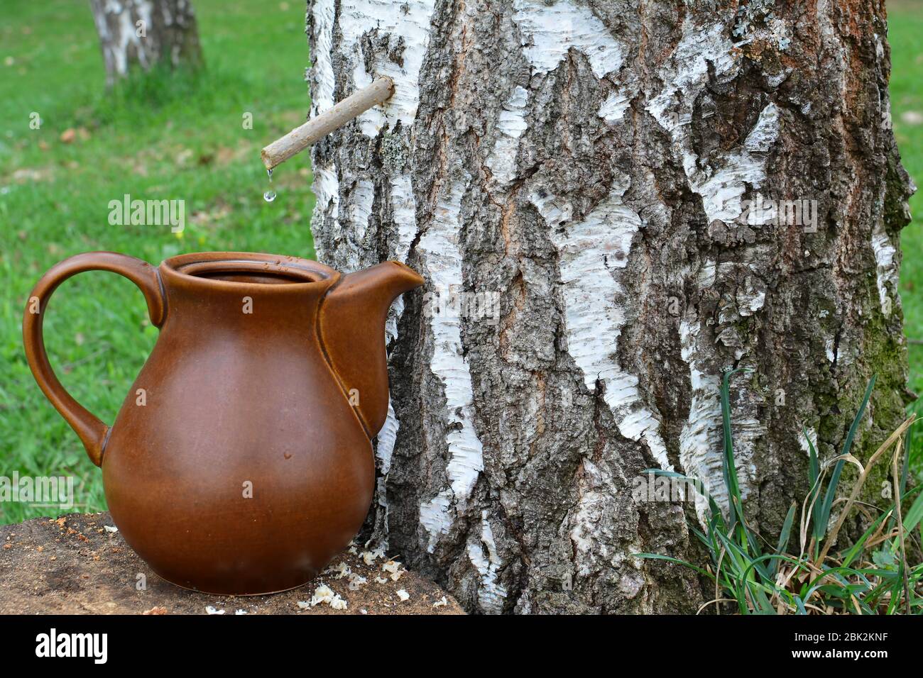 Birch spring detox juice collecting drop by drop,  using elder tube and ceramic carafe, side view, horizontal orientation Stock Photo