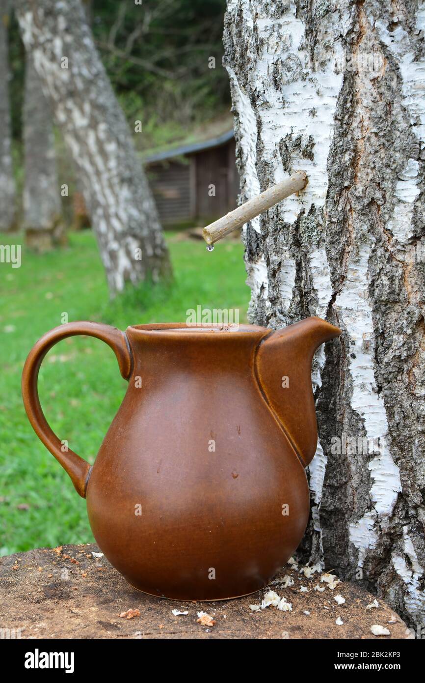 Birch spring detox juice collecting drop by drop,  using elder tube and ceramic carafe, side view, vertical orientation Stock Photo