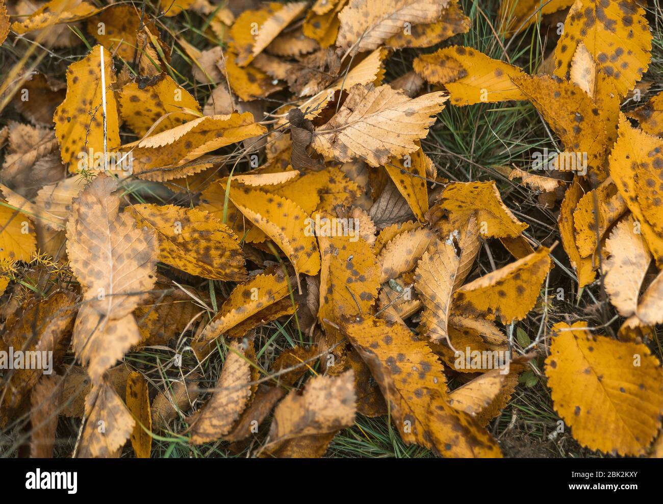 Yellow Autumn Alder Leaves On Green Grass Stock Photo