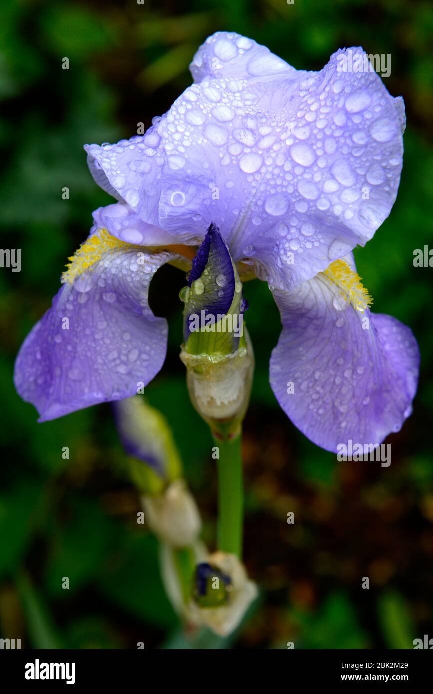 Sprinkle of rain hires stock photography and images Alamy