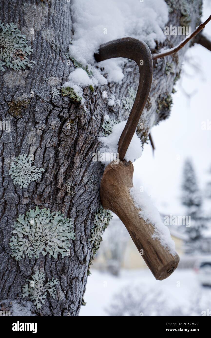 Closeup of an old short handheld sickle , used for reaping corn ,  hanging from tree branch , Finland Stock Photo
