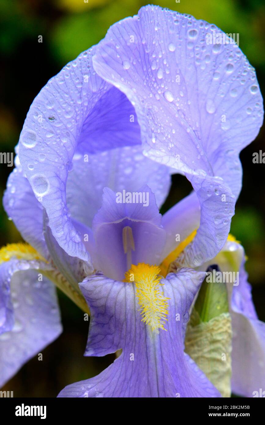 Closeup of purple iris after spring rain shower Stock Photo