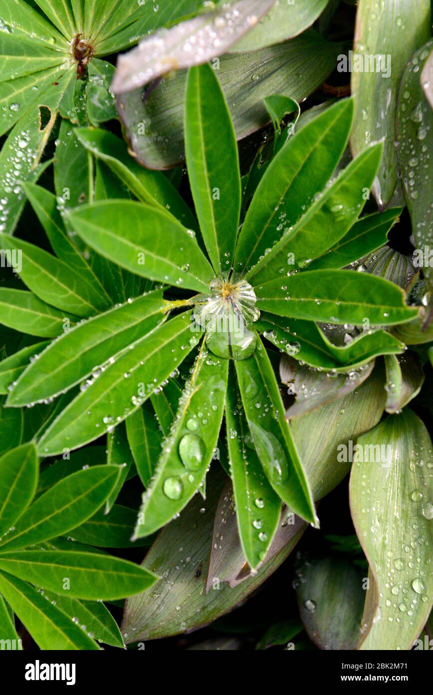 Closeup of lupin leaf after spring rain shower Stock Photo
