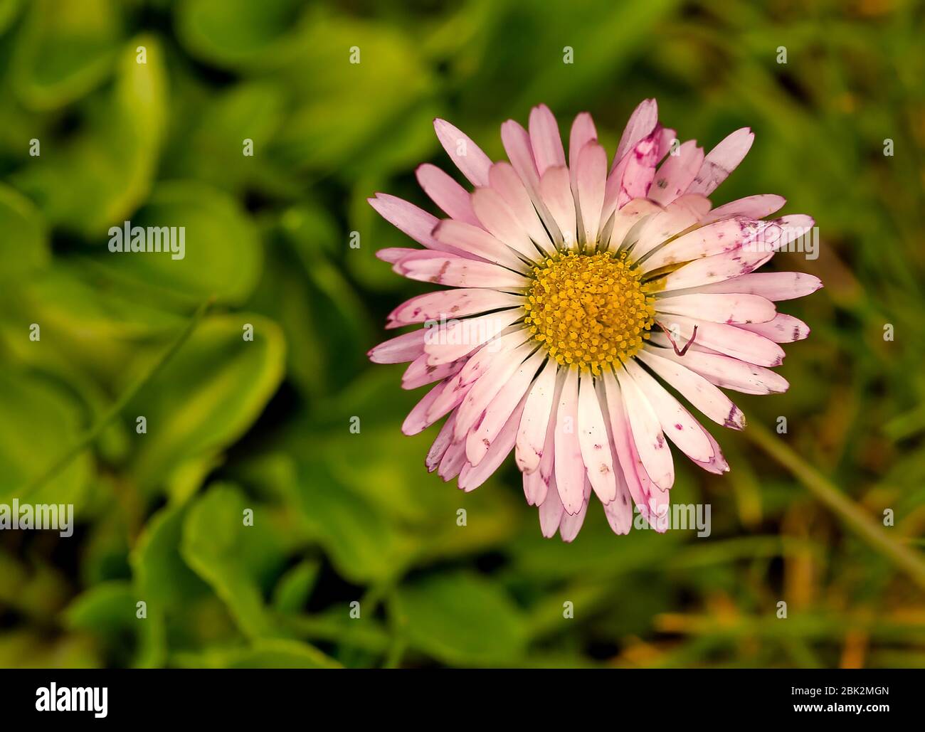 Daisy flower (Bellis annua) in the garden. Horizontal view from above Stock Photo