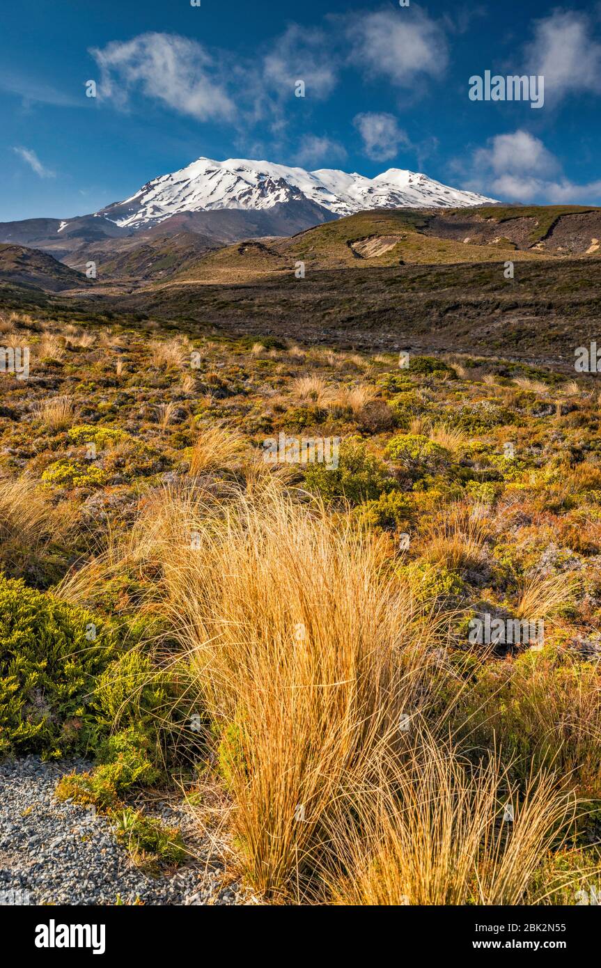 Mount Ruapehu, red tussock grass, Tongariro Northern Circuit trail, Tongariro National Park, Manawatu-Wanganui Region, North Island, New Zealand Stock Photo