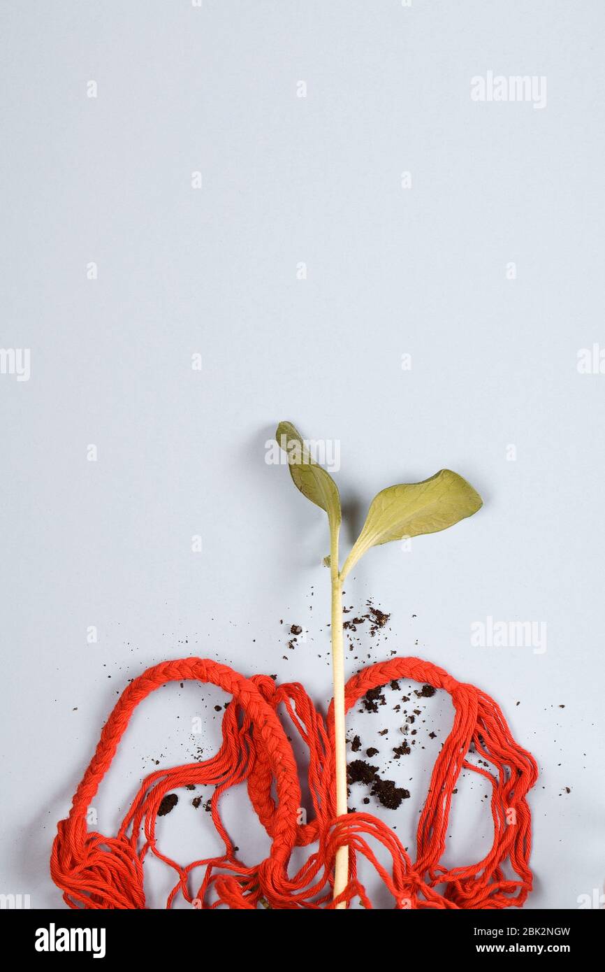 strong young plant in red mesh shopping bag on blue background. pollution ecosystem problem. top view, copy space vertical. eco friendly concept Stock Photo