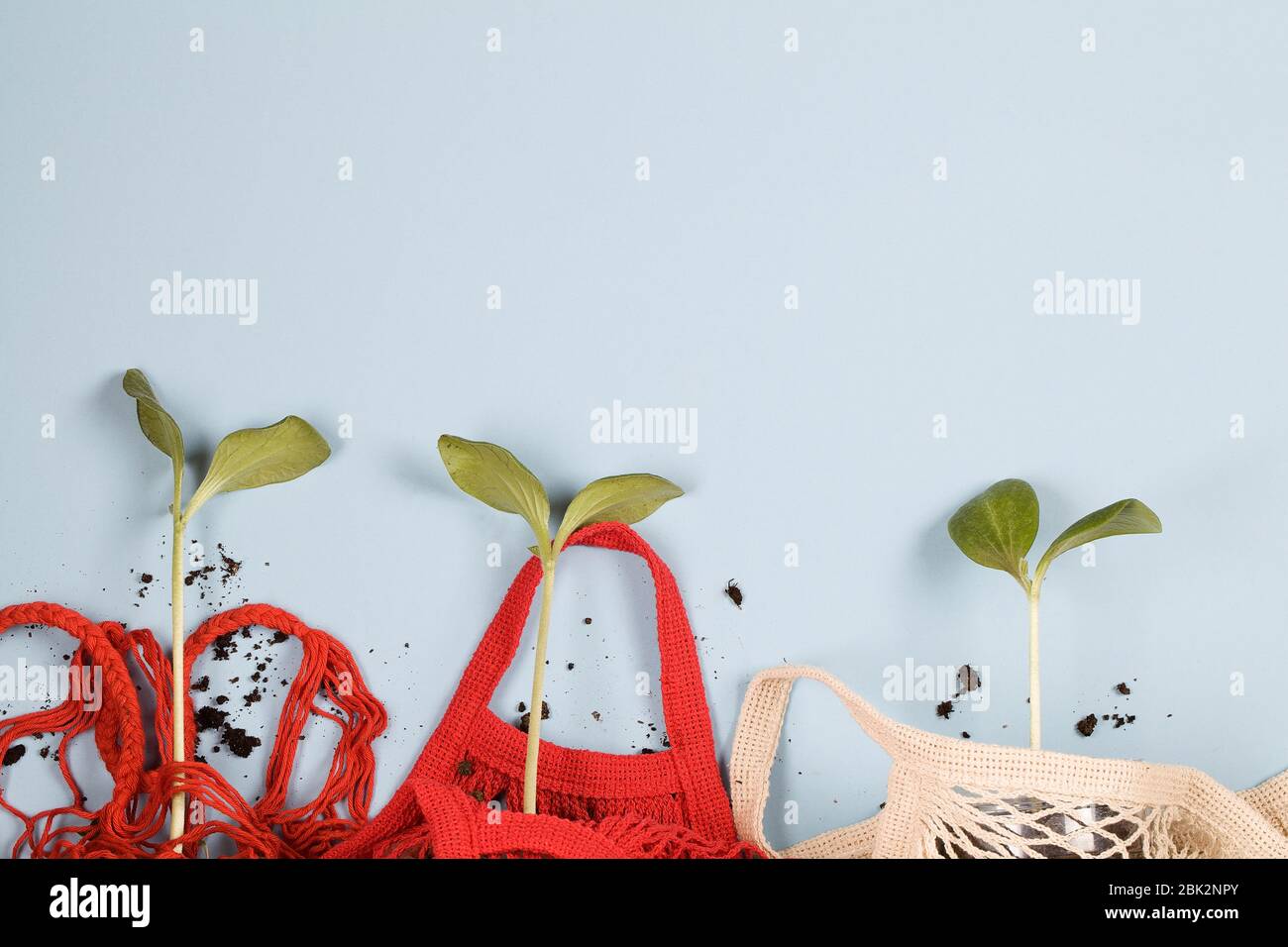 strong young plants in red and white mesh shopping bags on blue background. flat lay top view, copy space banner. eco friendly concept Stock Photo