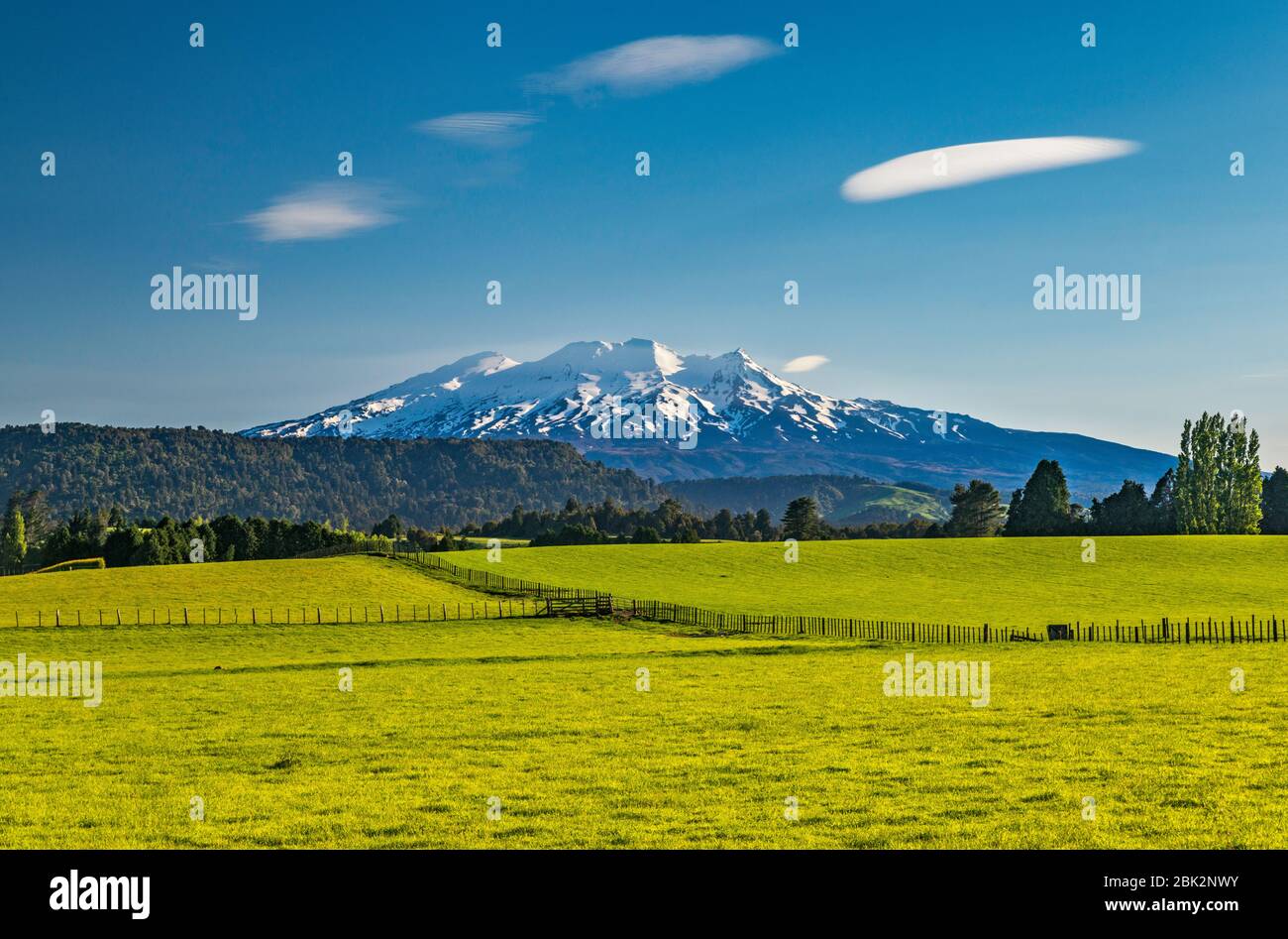 Mount Ruapehu, Central Plateau, grassland near Ohakune, Tongariro National Park, Manawatu-Wanganui Region, North Island, New Zealand Stock Photo