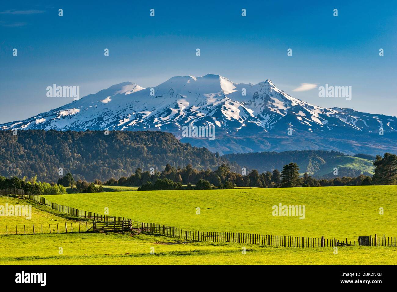 Mount Ruapehu, Central Plateau, grassland near Ohakune, Tongariro National Park, Manawatu-Wanganui Region, North Island, New Zealand Stock Photo