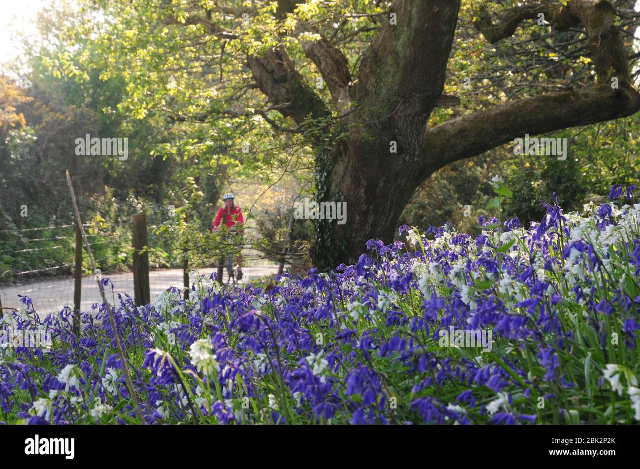 Cyclist on a Spring Cornish lane with a verge of bluebells and three-cornered leeks Stock Photo