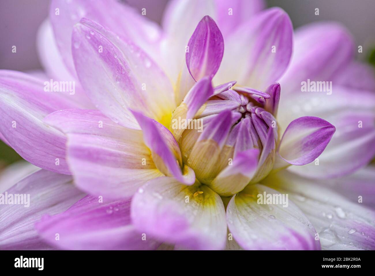 A single dahlia bloom, close up in natural light. Full frame. Stock Photo
