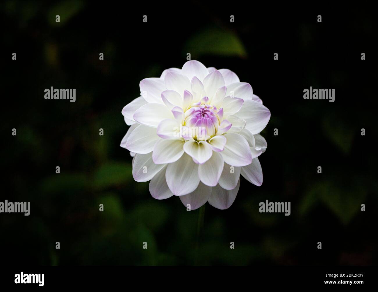 A single dahlia bloom, close up in natural light against blurred green background. Stock Photo