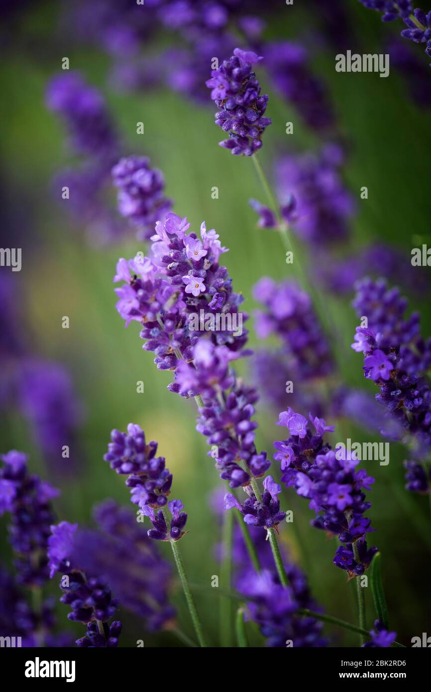 Lavender flowers in varying degrees of focus against a green blurred background. Stock Photo