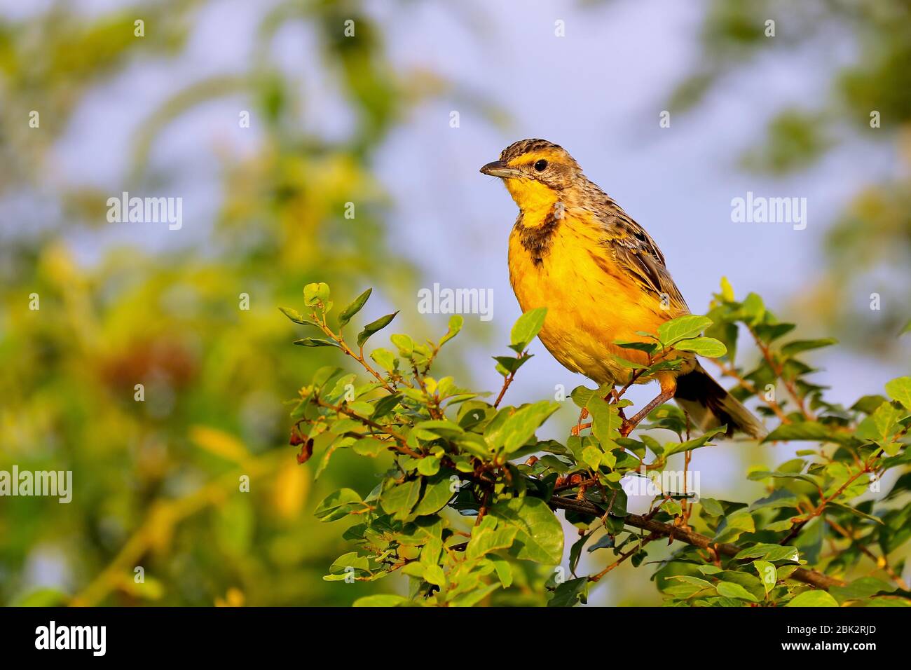 Yellow-throated longclaw, Safrango at Queen Elizabeth Stock Photo