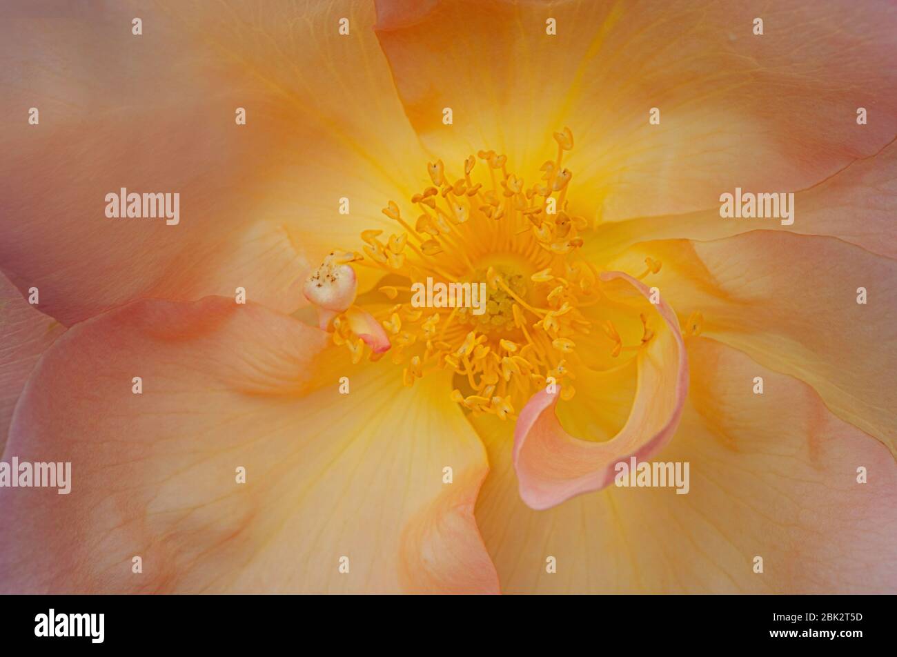 Photo of a yellow rose up close hi-res stock photography and images - Alamy