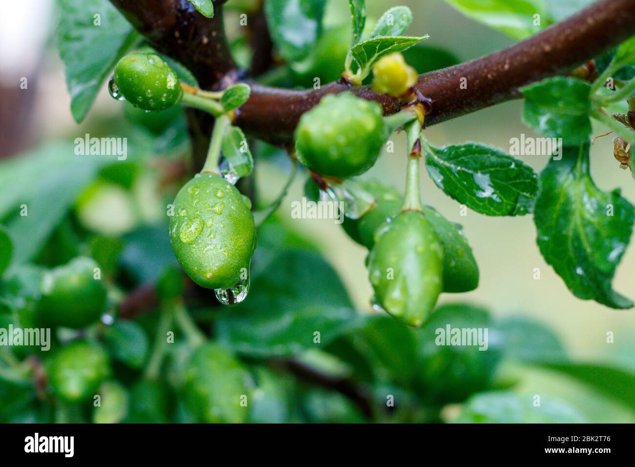 Just Formed Small Plum Fruits With Water Drops Close Up Stock Photo Alamy