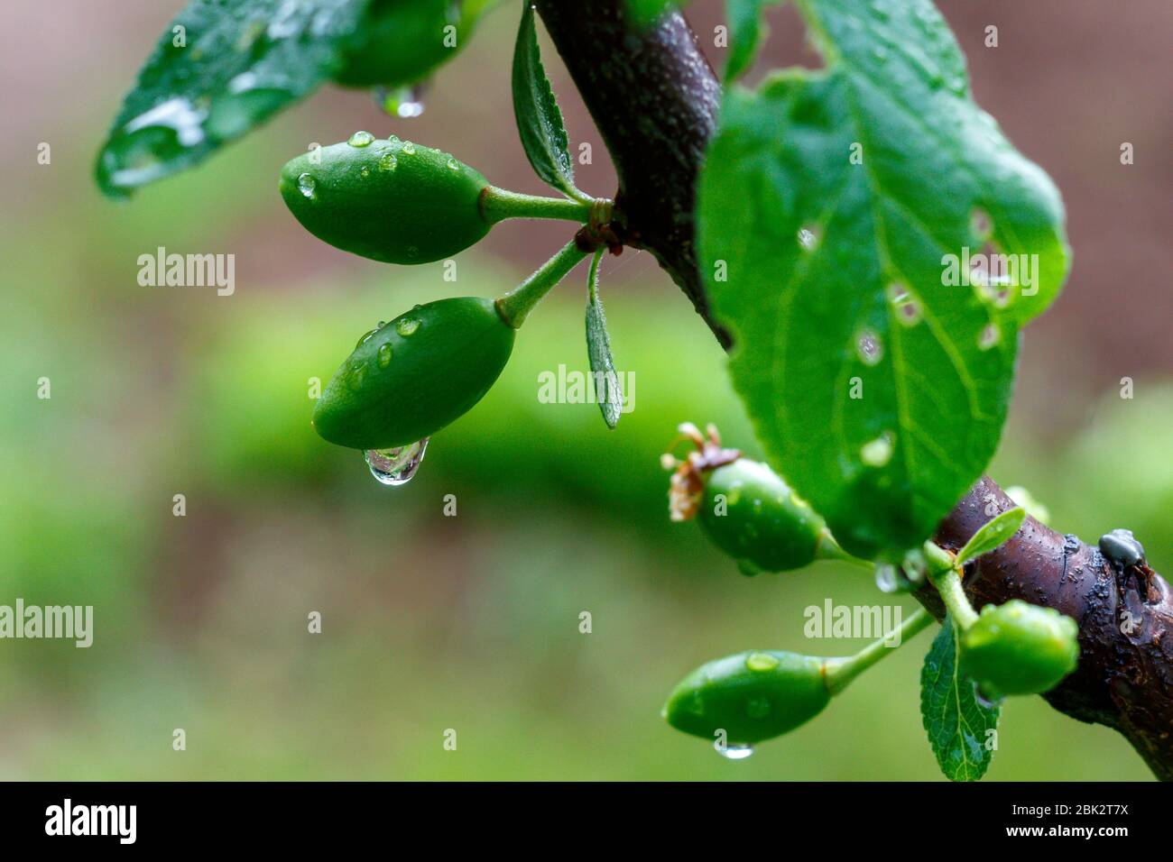 Just Formed Small Plum Fruits With Water Drops Close Up Stock Photo Alamy