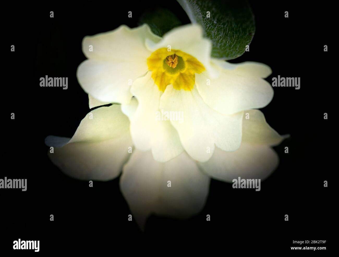 Wild primrose flowers (primula vulgaris) photographed in natural light outdoors. Stock Photo