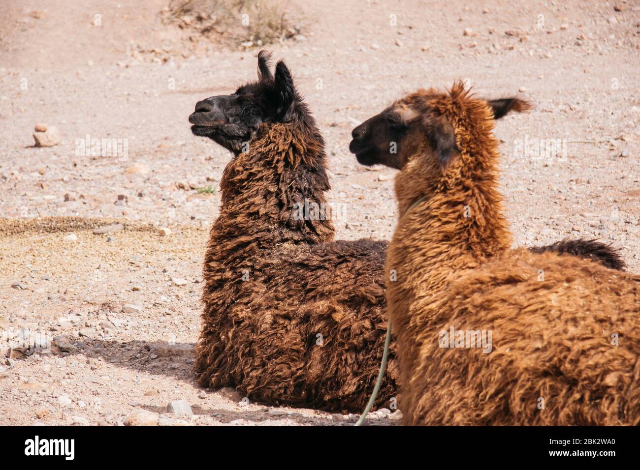 Llamas resting, Jujuy, Argentina Stock Photo