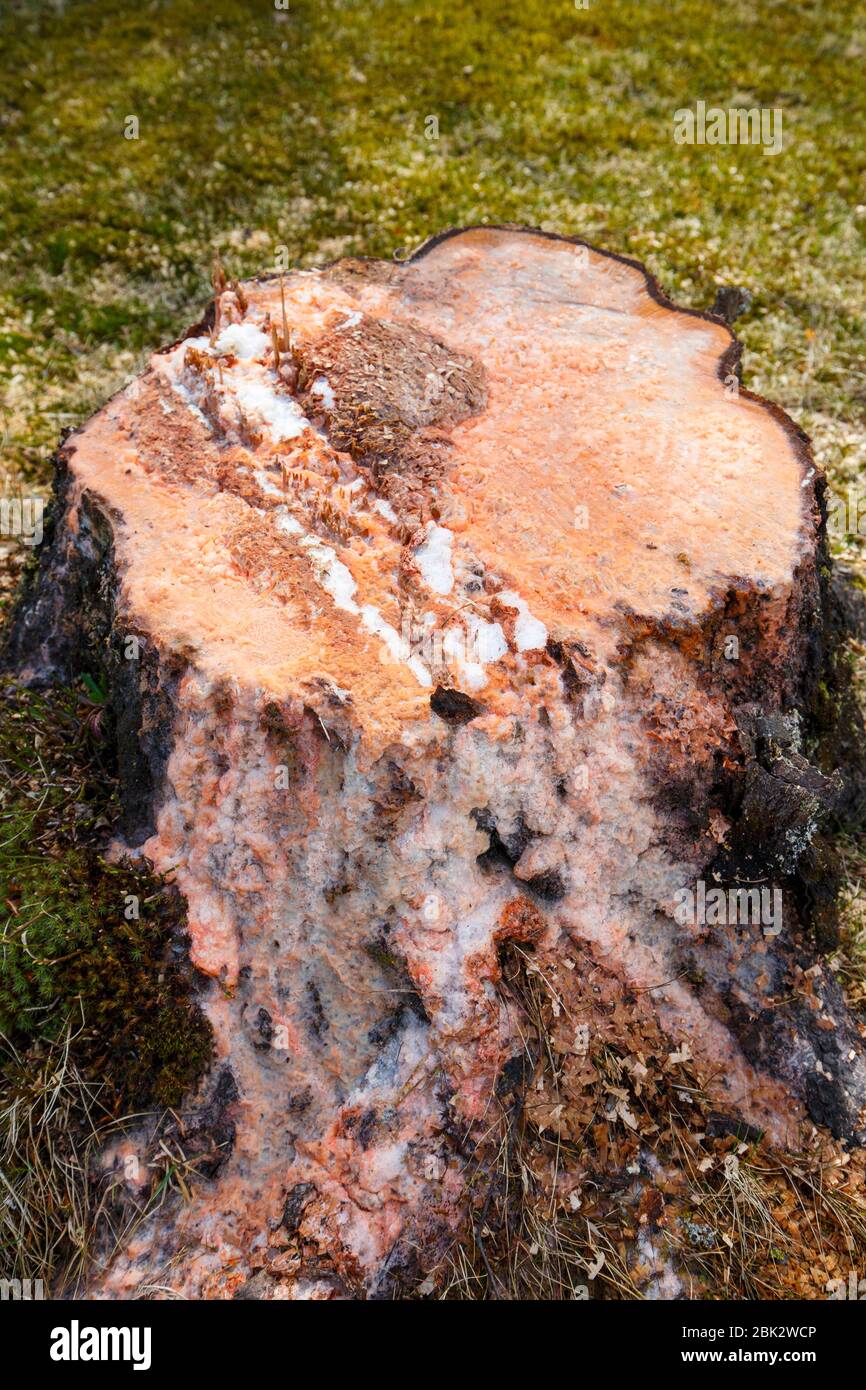 Oozed sap from birch tree stump at Spring Stock Photo