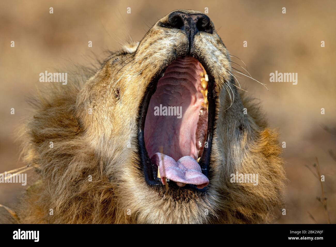 Lion roar horizontal hi-res stock photography and images - Alamy