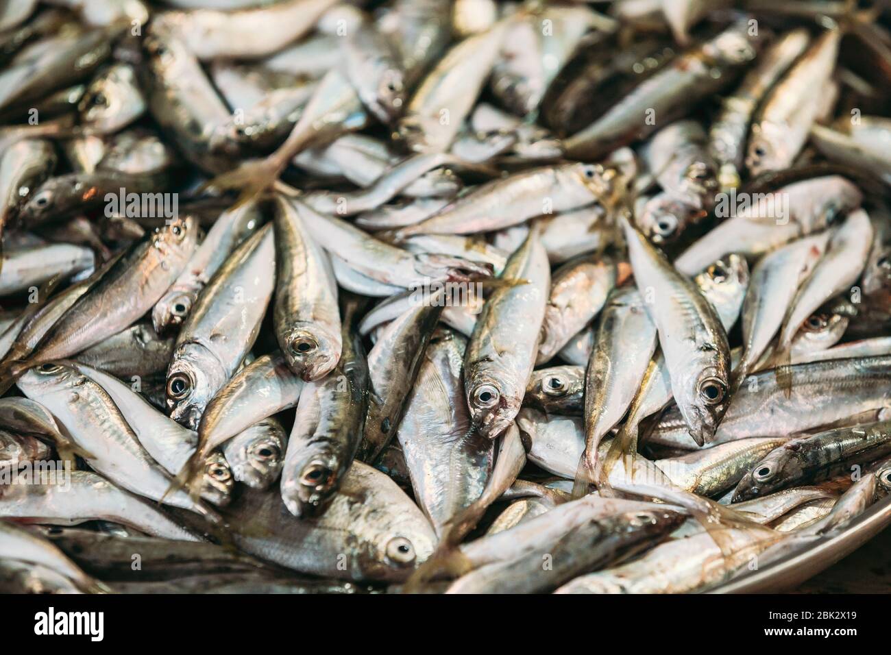 Fresh European Anchovy Fish On Display On Ice On Fishermen Market Store Shop. Seafood Fish Background. European Anchovy Is A Forage Fish Somewhat Rela Stock Photo