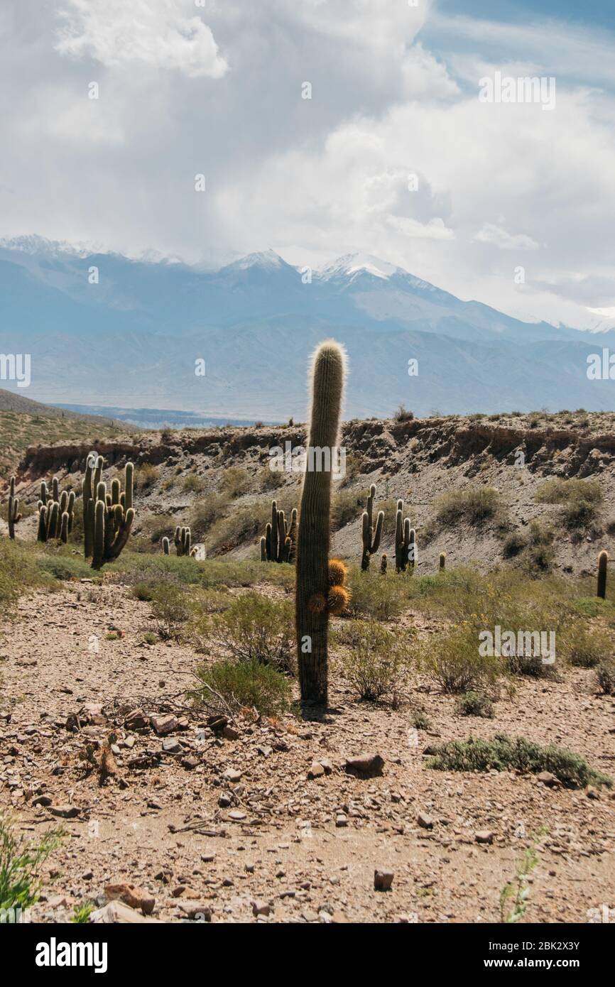 Parque Nacional de los cardones, Argentina Stock Photo