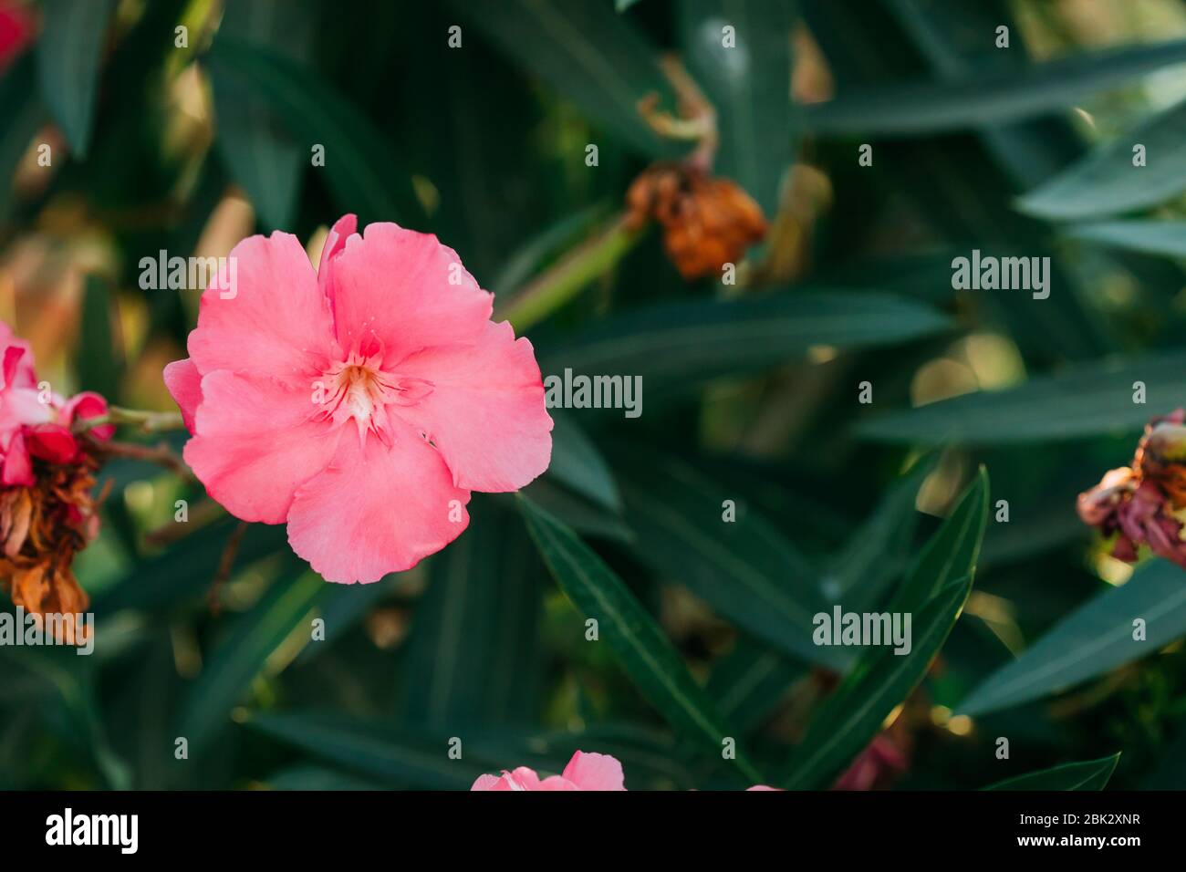 Kusadası, Turkey. Pink Flowers Of Poisonous Shrub Oleander On Background Of Green Leaves. Stock Photo