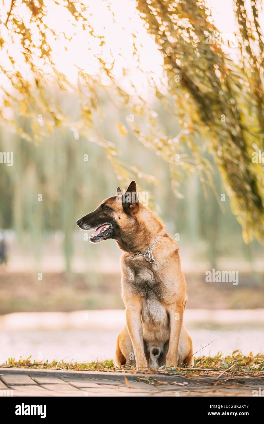 Malinois Dog Sitting Near Lake Under Tree Branches. Belgian Sheepdog Are Active, Intelligent, Friendly, Protective, Alert And Hard-working. Shepherd, Stock Photo