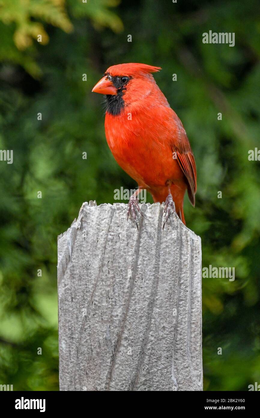 Eastern cardinal hi-res stock photography and images - Alamy