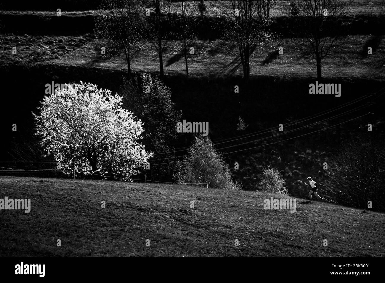 Athlete running in spring landscape near by blossom cherry tree. Black and white photo. Stock Photo