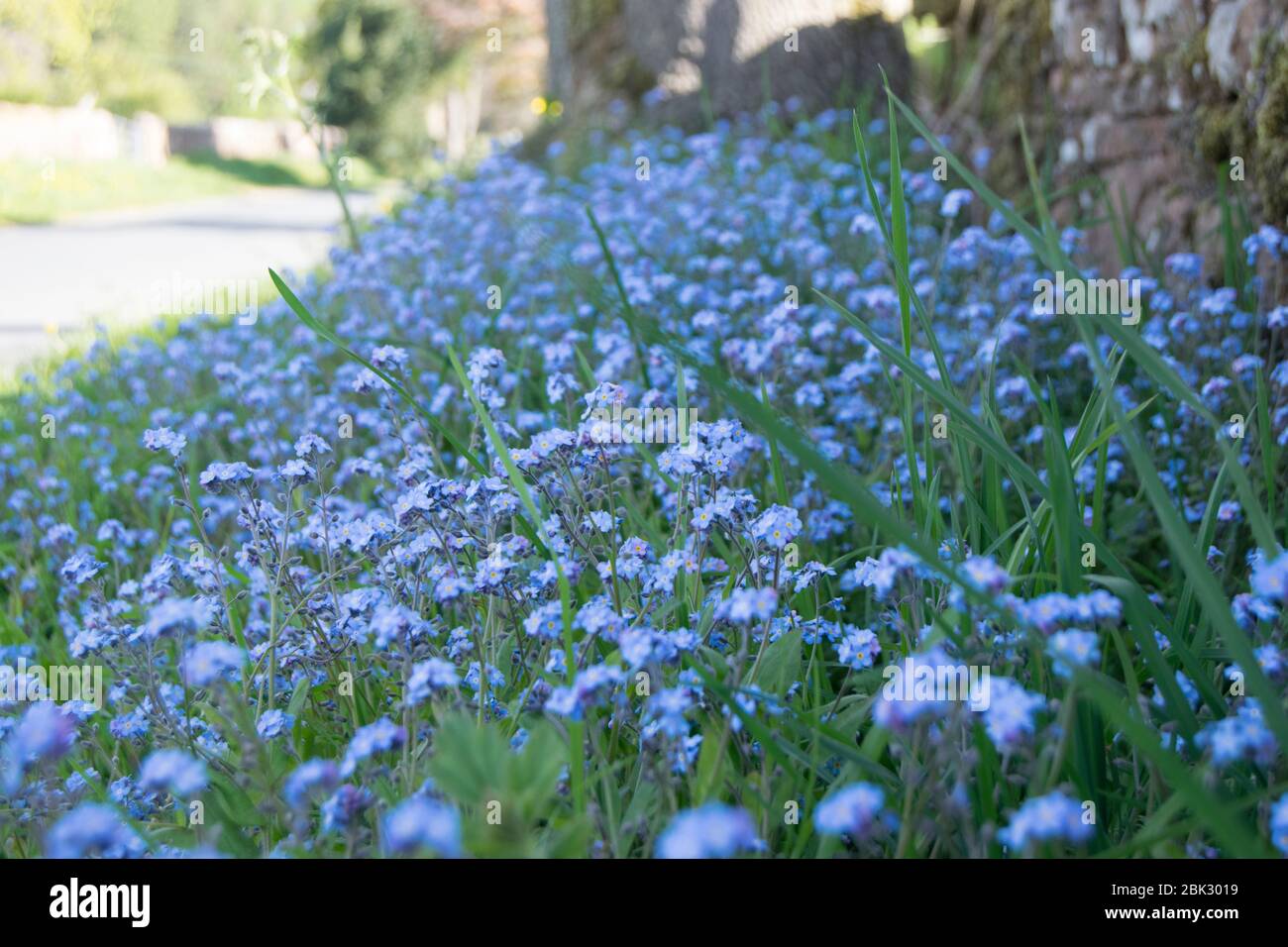 Wildflowers growing on roadside hi-res stock photography and images - Alamy