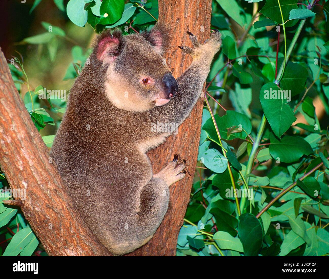 Koala, Phascolarctus cinereus, Phascolarctidae, marsupial, animal, captive, Lone Pine Koala Sanctuary, Brisbane, Queensland, Australia Stock Photo